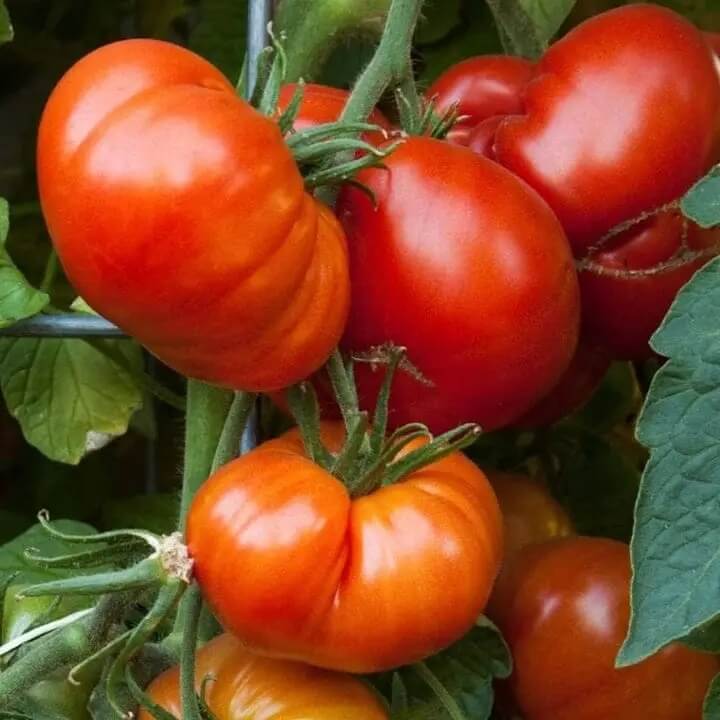 Beefsteak Tomato Seeds - Red