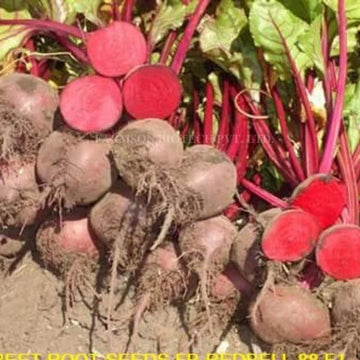 Beet Seeds – Beta Vulgaris
