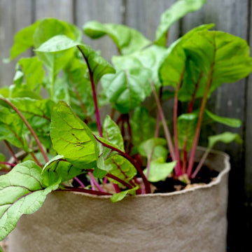 Beet Seeds - All In One For Home Gardens