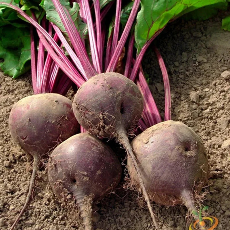 Beet Seeds – Beta Vulgaris
