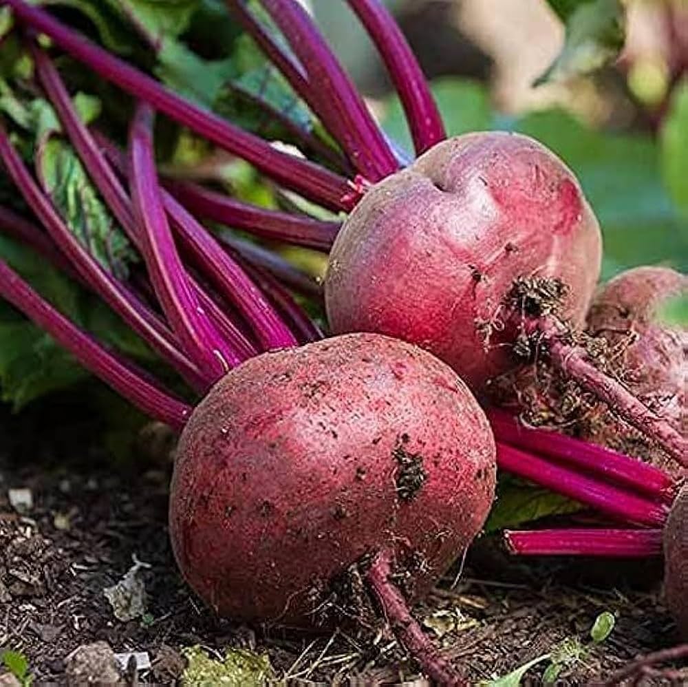 Beet Seeds – Detroit Dark Red
