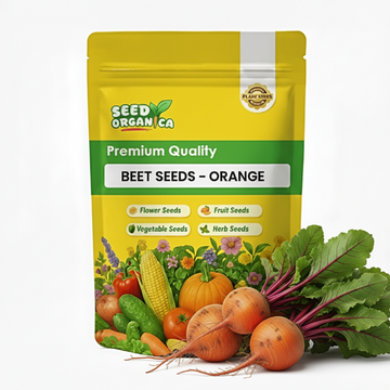 Beet Seeds – Orange
