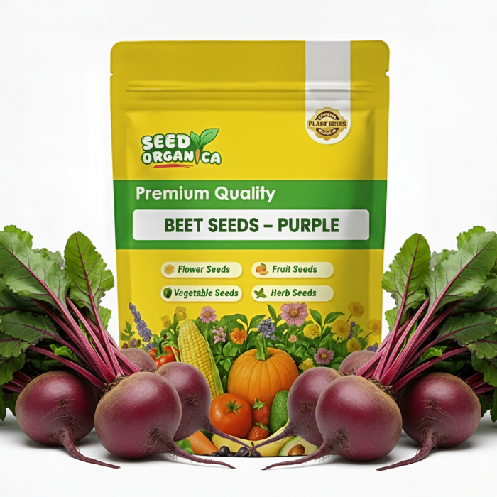 Beet Seeds – Purple