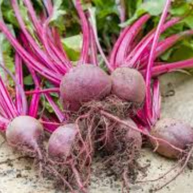 Beetroot Seeds – Beta Vulgaris