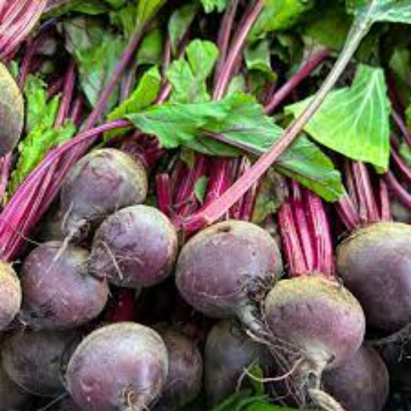 Beetroot Seeds – Beta Vulgaris