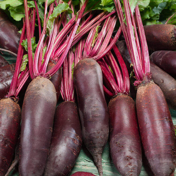 Beetroot Seeds – Cylindra