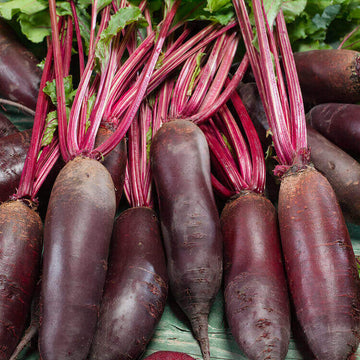 Beetroot Seeds – Cylindra