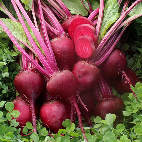 Beetroot Seeds – Rare Vulgaris Organic
