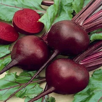 Beetroot Seeds – Red