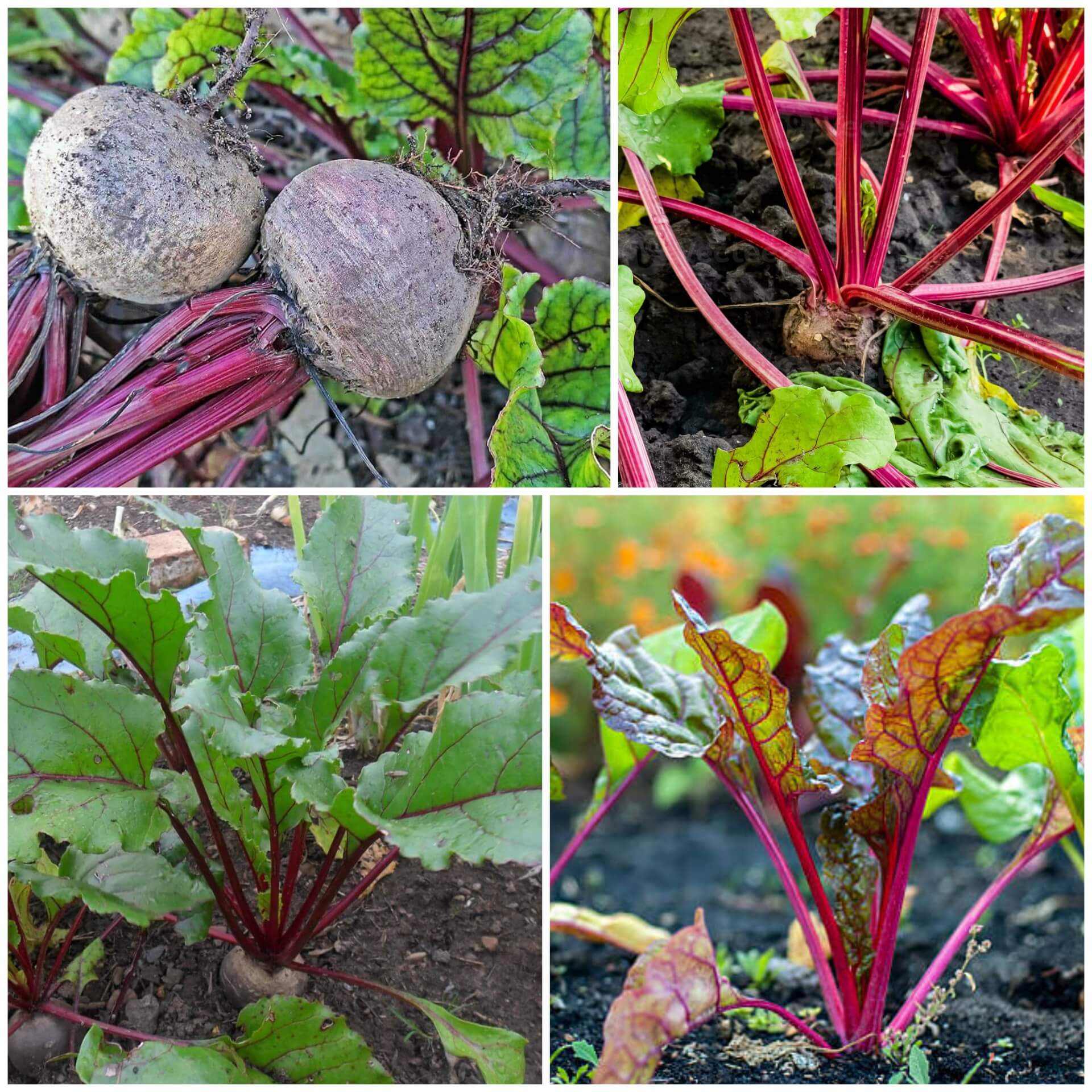 Beetroot Seeds - All In One For Home Gardens