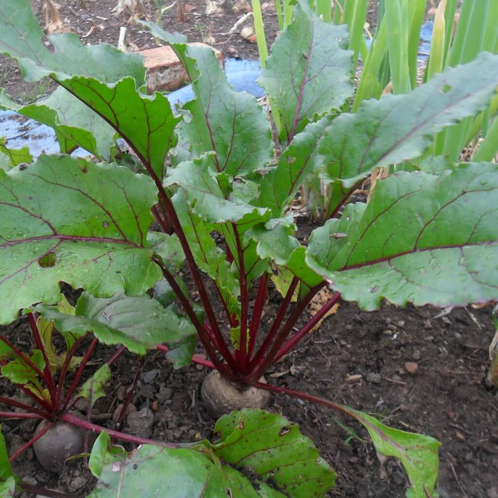 Beetroot Seeds - All In One For Home Gardens