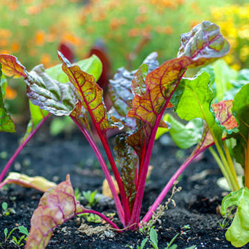 Beetroot Seeds - All In One For Home Gardens