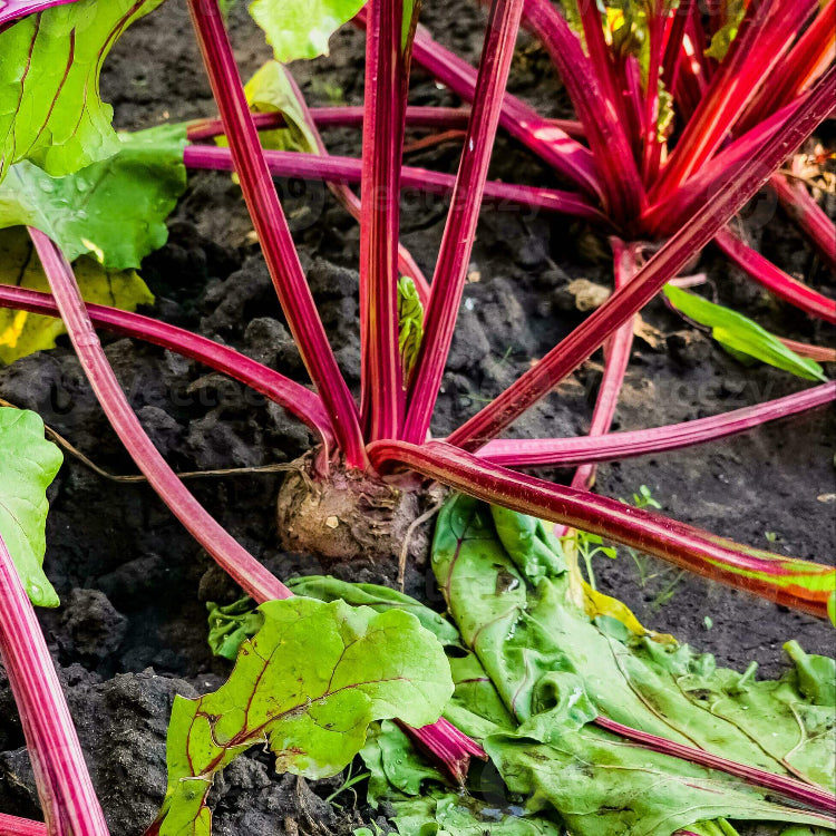 Beetroot Seeds - All In One For Home Gardens