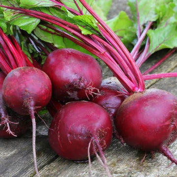 Beetroot Seeds – Dark Pink