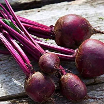 Beetroot Seeds – Purple