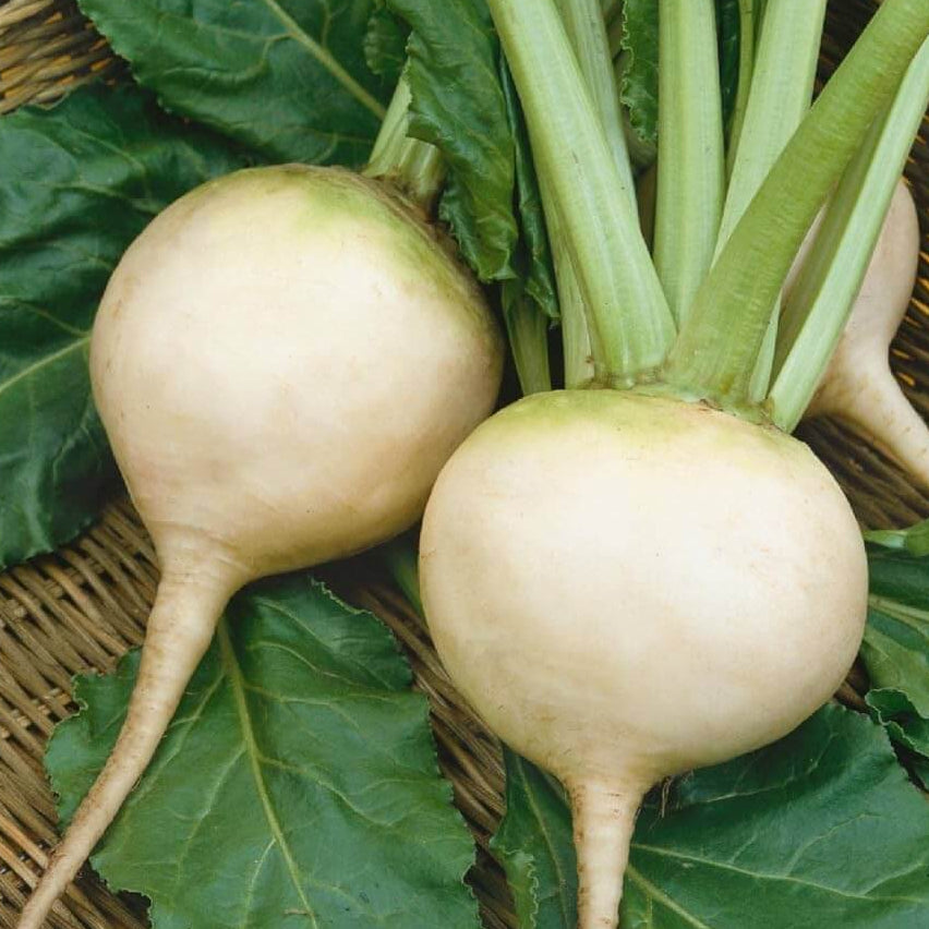 Beetroot Seeds – White