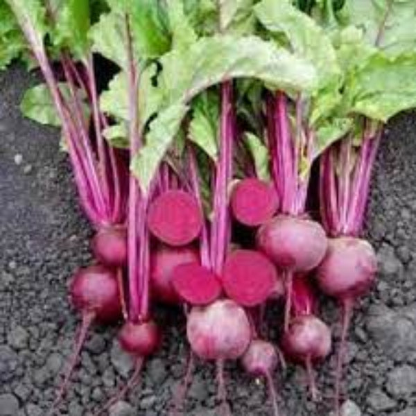 Beetroot Seeds – Beta Vulgaris