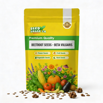 Beetroot Seeds – Beta Vulgaris