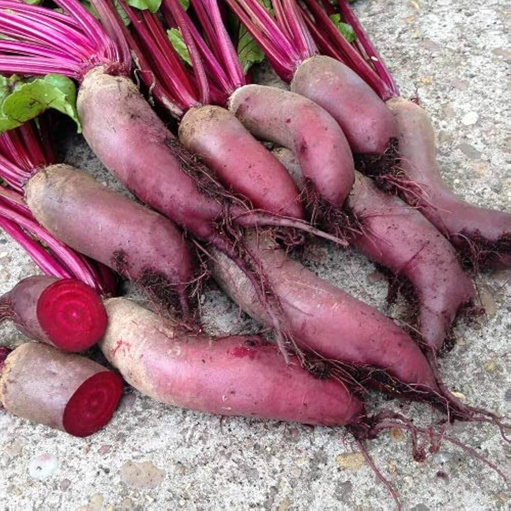 Beetroot Seeds – Cylindra