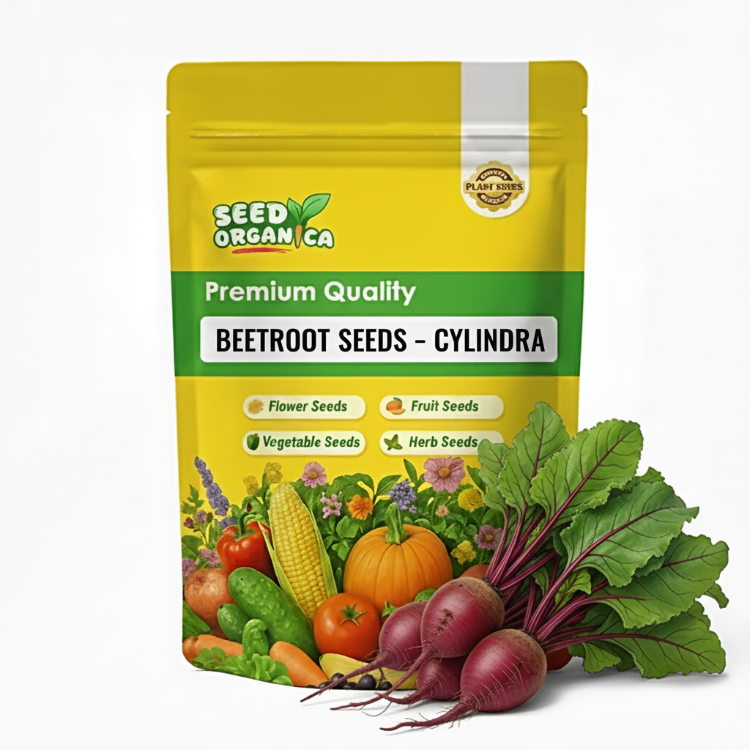 Beetroot Seeds – Cylindra