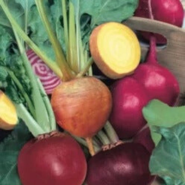 Beetroot Seeds – Mixed