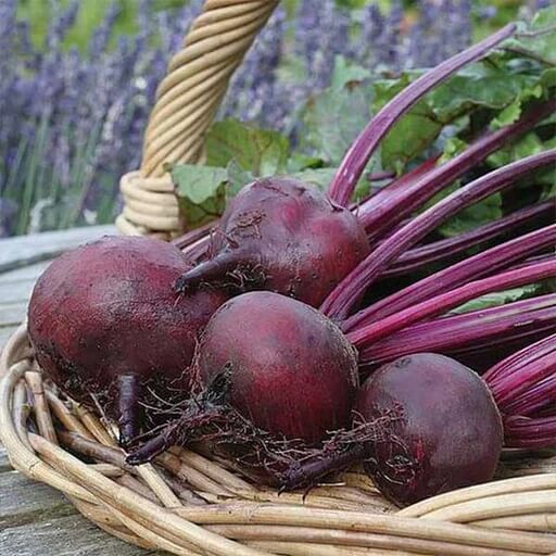 Beetroot Seeds – Purple