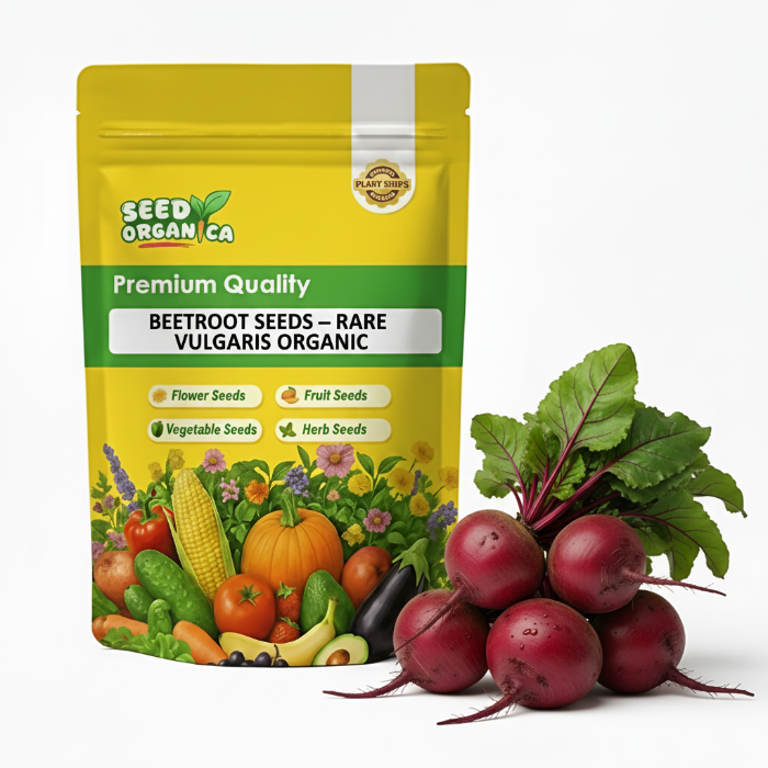 Beetroot Seeds – Rare Vulgaris Organic