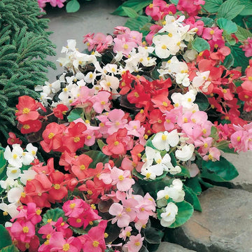 Begonia – Mixed Colors

