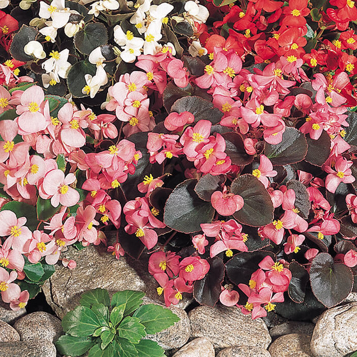 Begonia Seeds – Mixed Colors seeds

