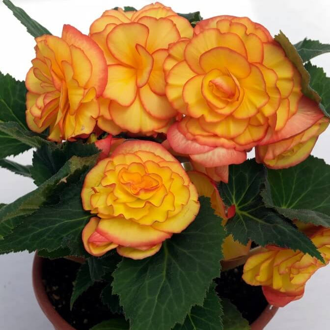 Begonia Seeds – Orange