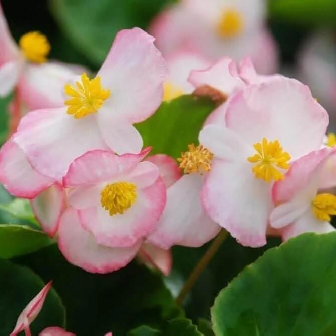 Begonia Seeds – Pink White – Wildflower