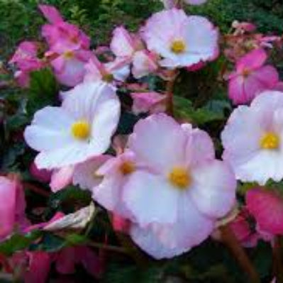 Begonia Seeds – Pink White – Wildflower