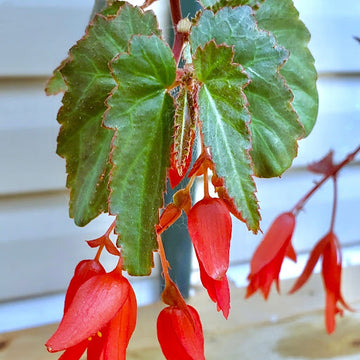 Begonia Seeds – Boliviensis
