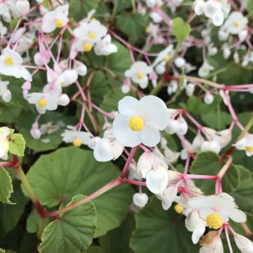 Begonia Seeds – Grandis Alba subsp