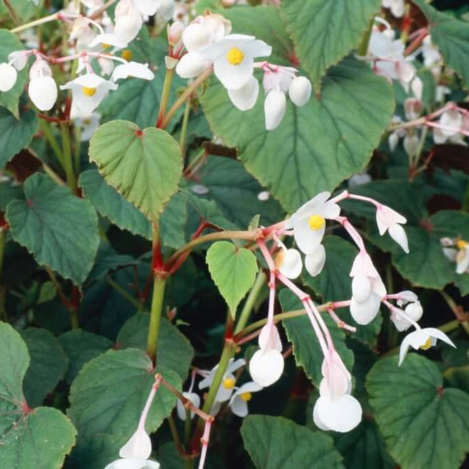 Begonia Seeds – Grandis Alba subsp