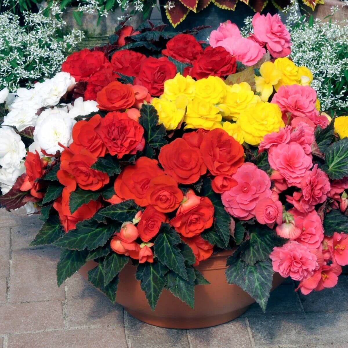 Begonia Seeds – Non-Stop Mocca Mixed