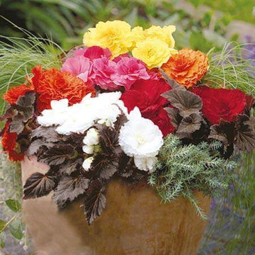 Begonia Seeds – Non-Stop Mocca Mixed