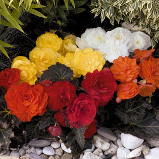 Begonia Seeds – Non-Stop Mocca Mixed