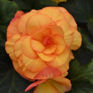 Begonia Seeds – Orange