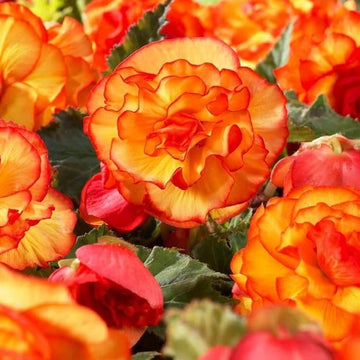 Begonia Seeds – Orange & Yellow