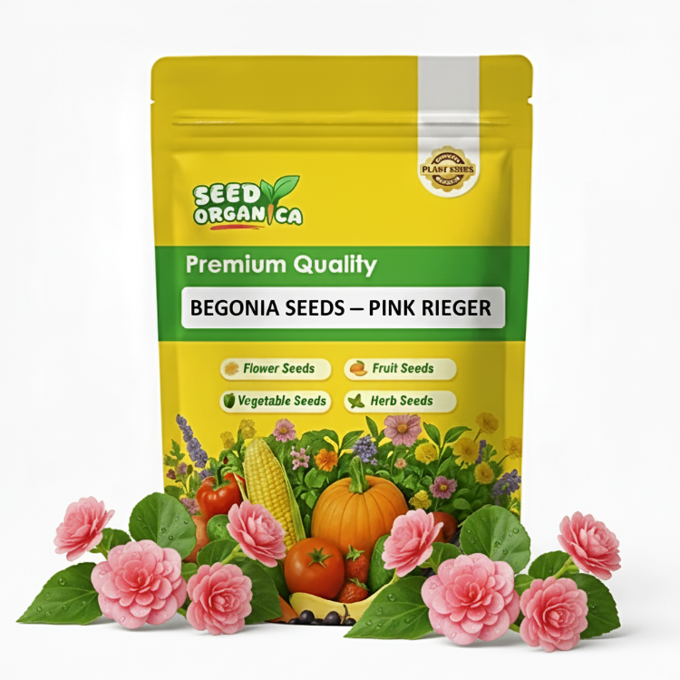Begonia Seeds – Pink Rieger