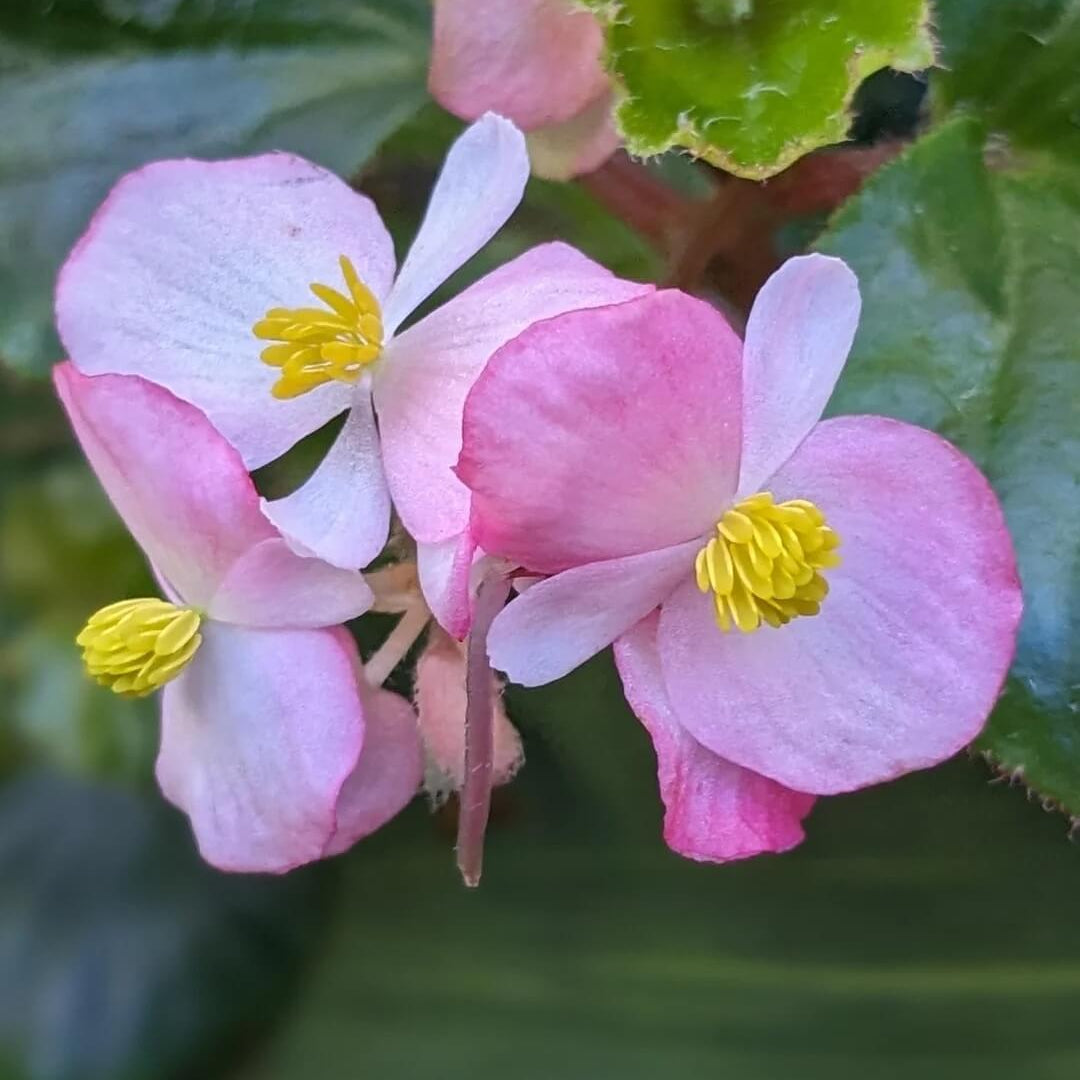 Begonia Seeds – Pink White – Wildflower
