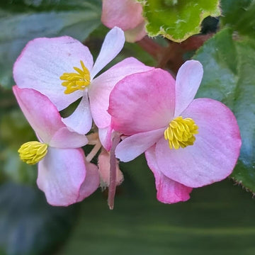 Begonia Seeds – Pink White – Wildflower
