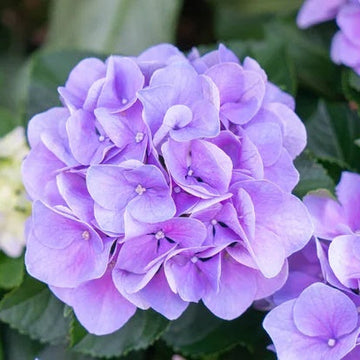 Begonia Seeds – Purple