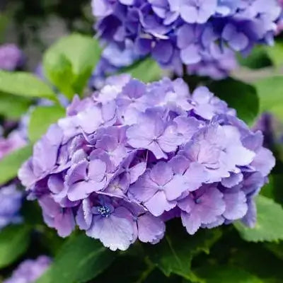 Begonia Seeds – Purple