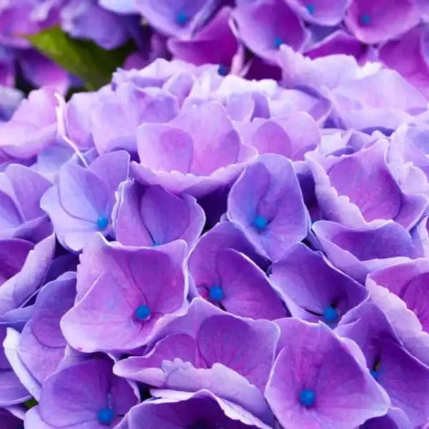 Begonia Seeds – Purple