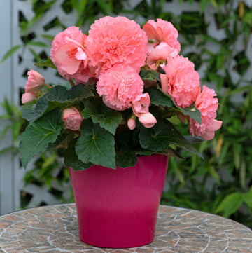 Begonia Seeds – Ruffled Pink
