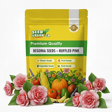 Begonia Seeds – Ruffled Pink