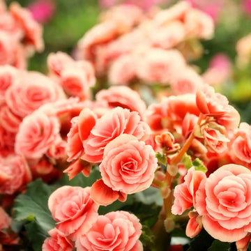 Begonia Seeds – Salmon