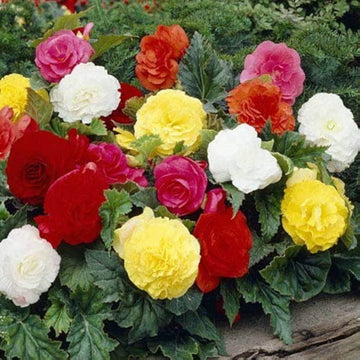 Begonia Seeds – Wildflower Mix Heirloom
